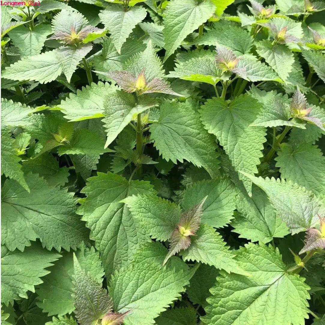 Premium Natural Dried Patchouli Leaves